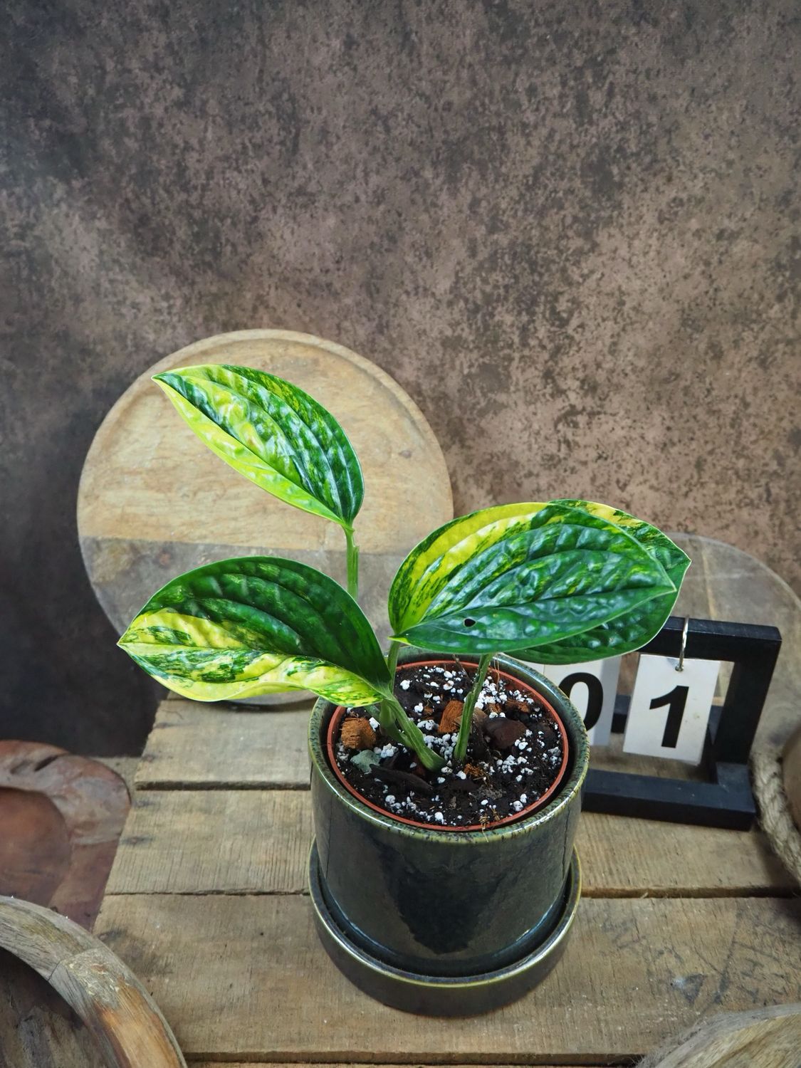 Monstera karstenianum ‚Peru‘ Variegata #1