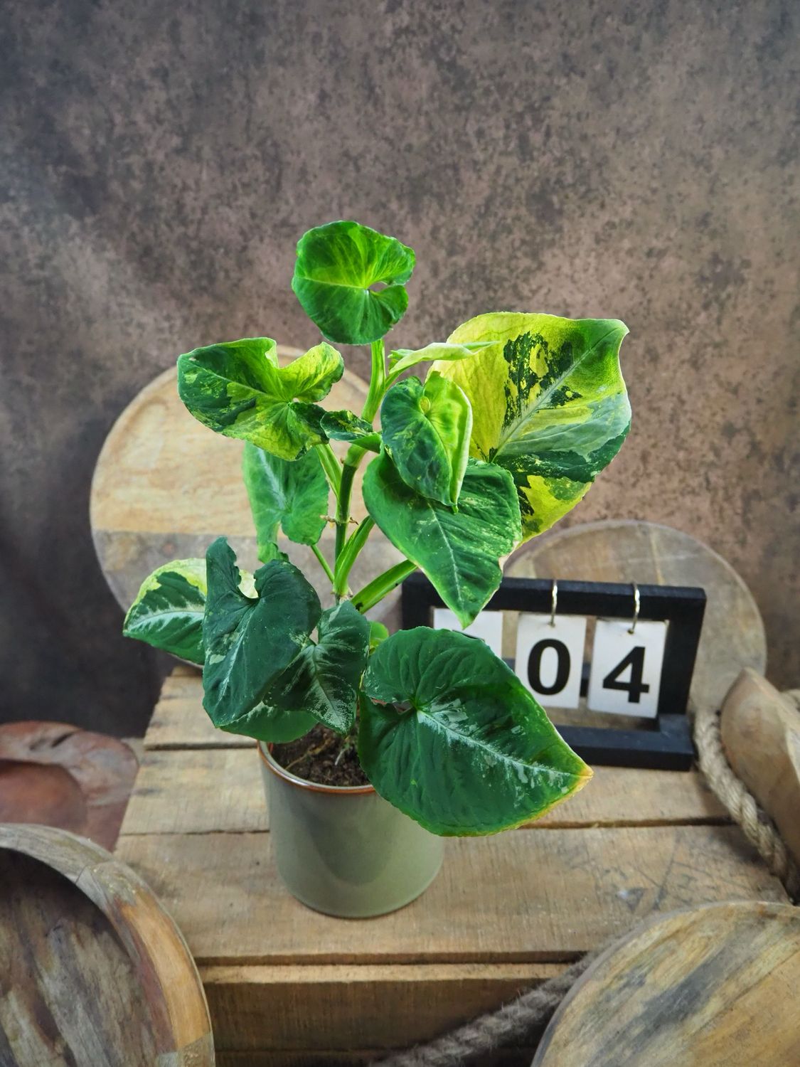 Syngonium Scrambled Eggs #4