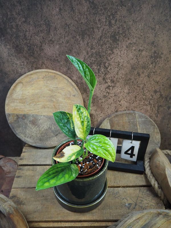 Monstera karstenianum ‚Peru‘ Variegata #4 Monstera karstenianum ‚Peru‘ Variegata #4