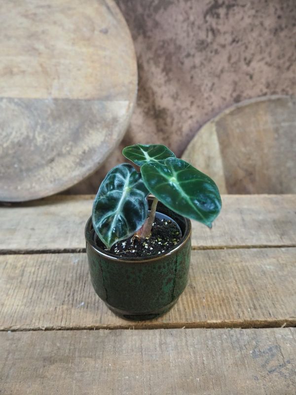 Alocaisa Balloon Heart Bby Alocaisa Balloon Heart Bby