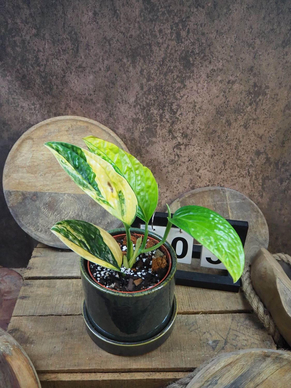 Monstera karstenianum ‚Peru‘ Variegata #3