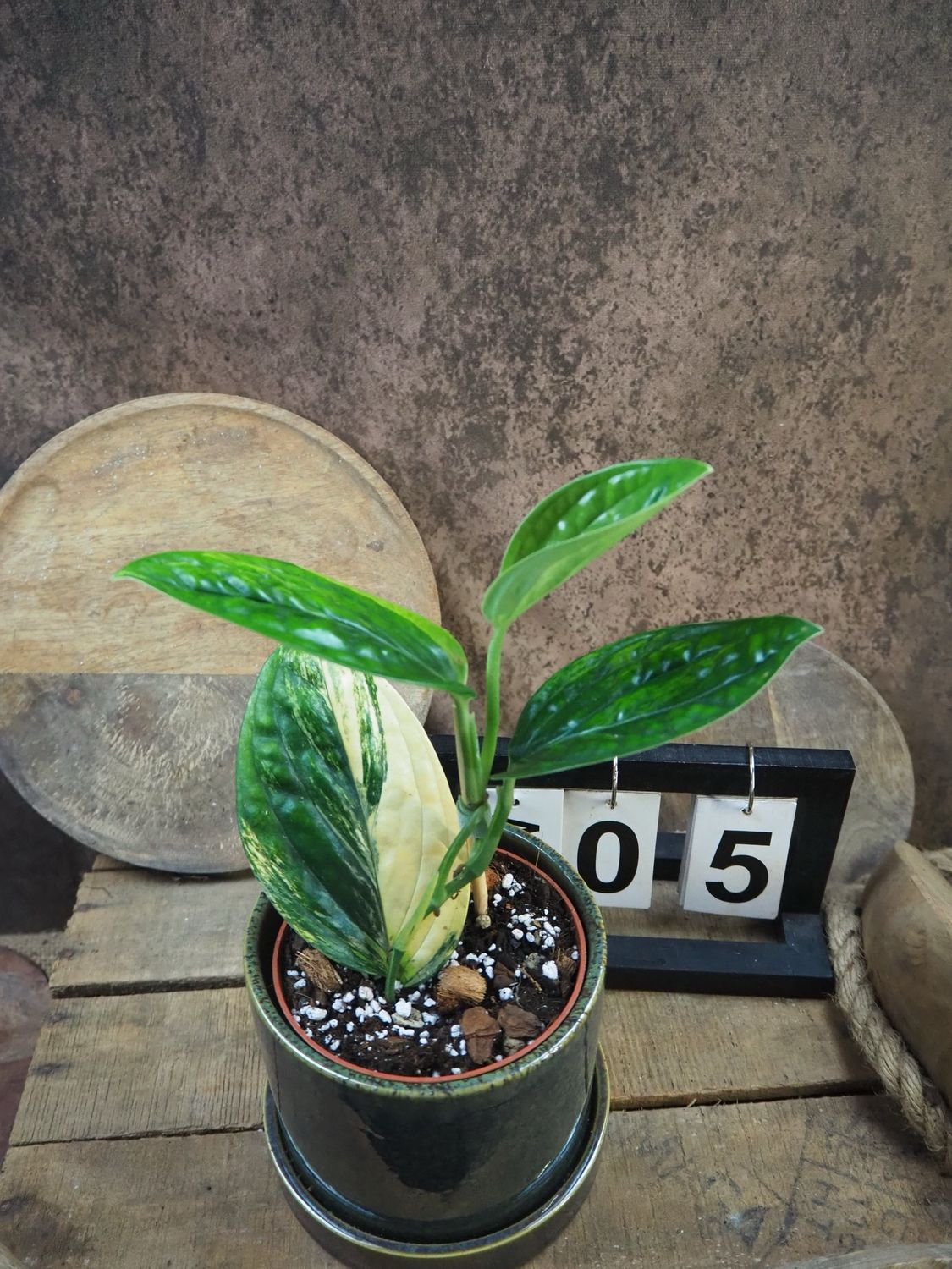 Monstera karstenianum ‚Peru‘ Variegata #5