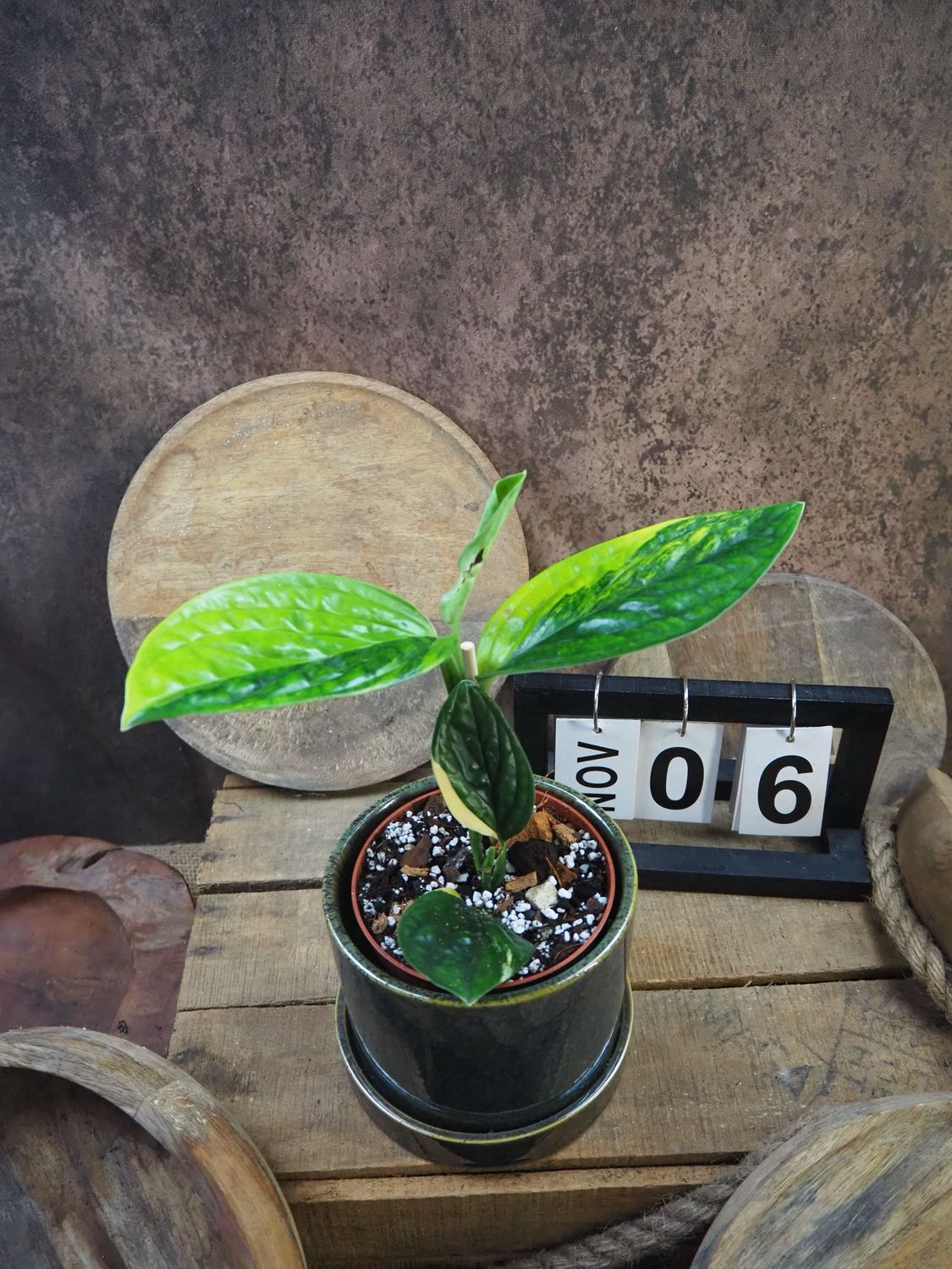 Monstera karstenianum ‚Peru‘ Variegata #6