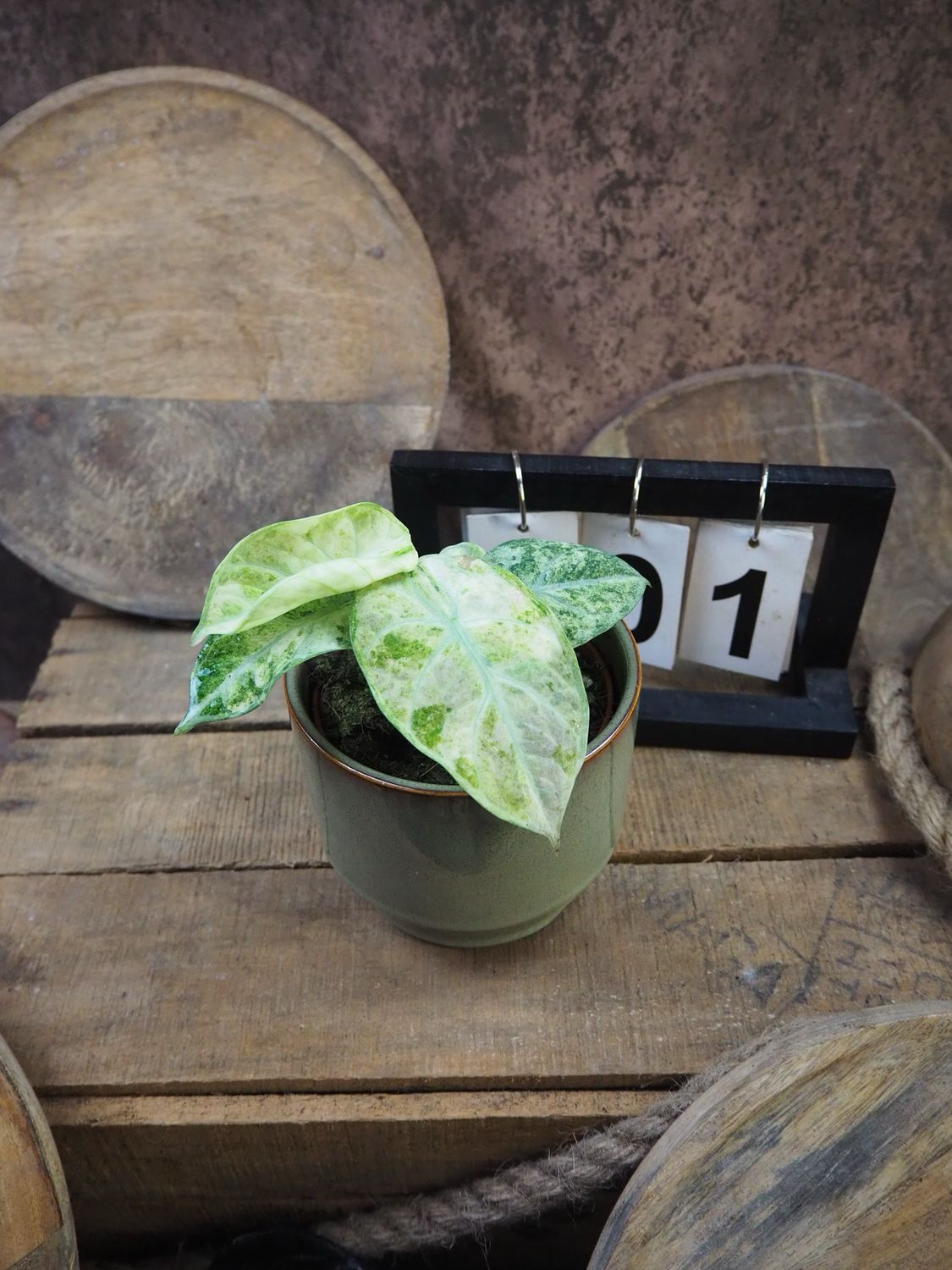 Alocasia Ninja tricolor #1