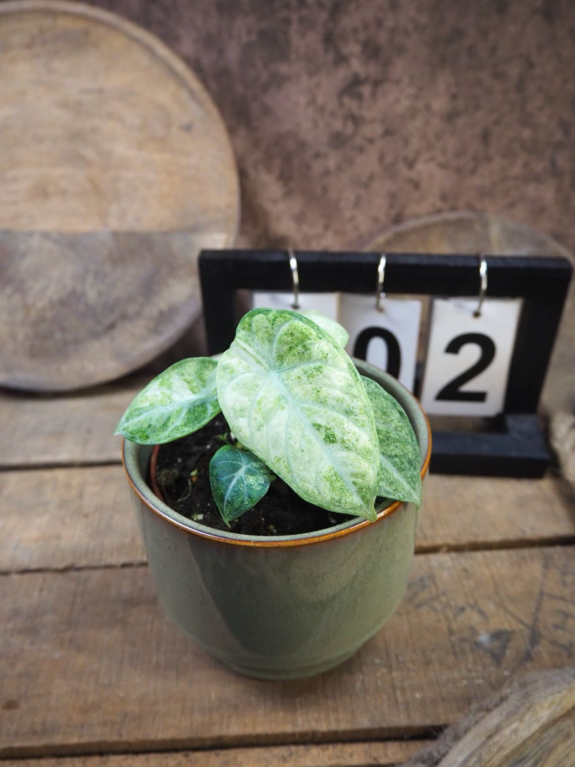 Alocasia Ninja tricolor #2