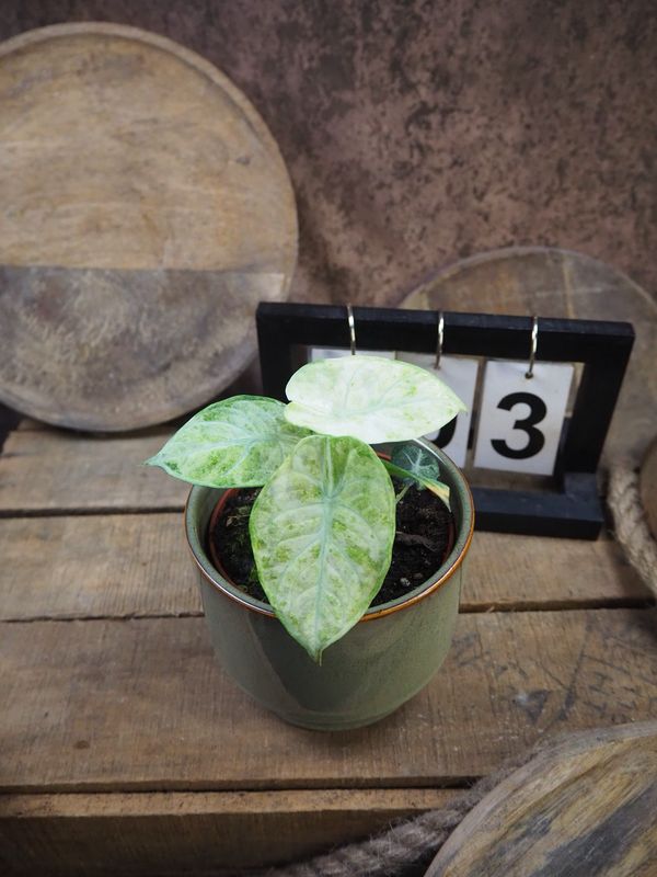 Alocasia Ninja tricolor #3 Alocasia Ninja tricolor #3