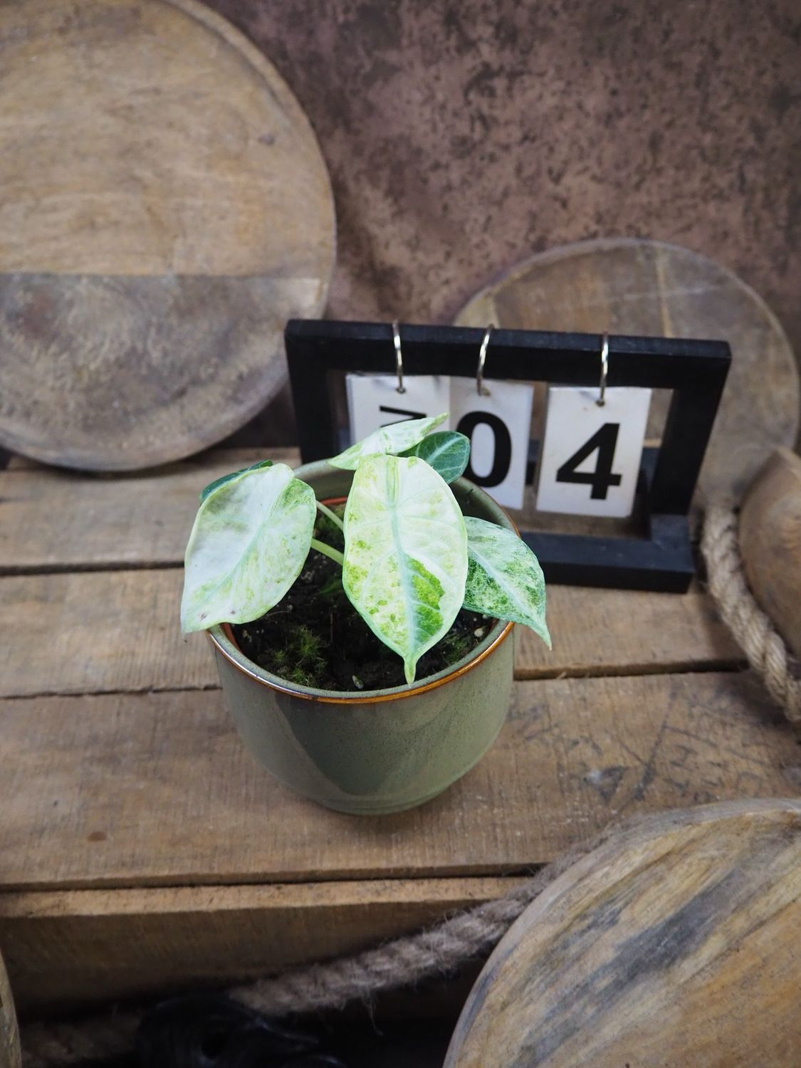 Alocasia Ninja tricolor #4