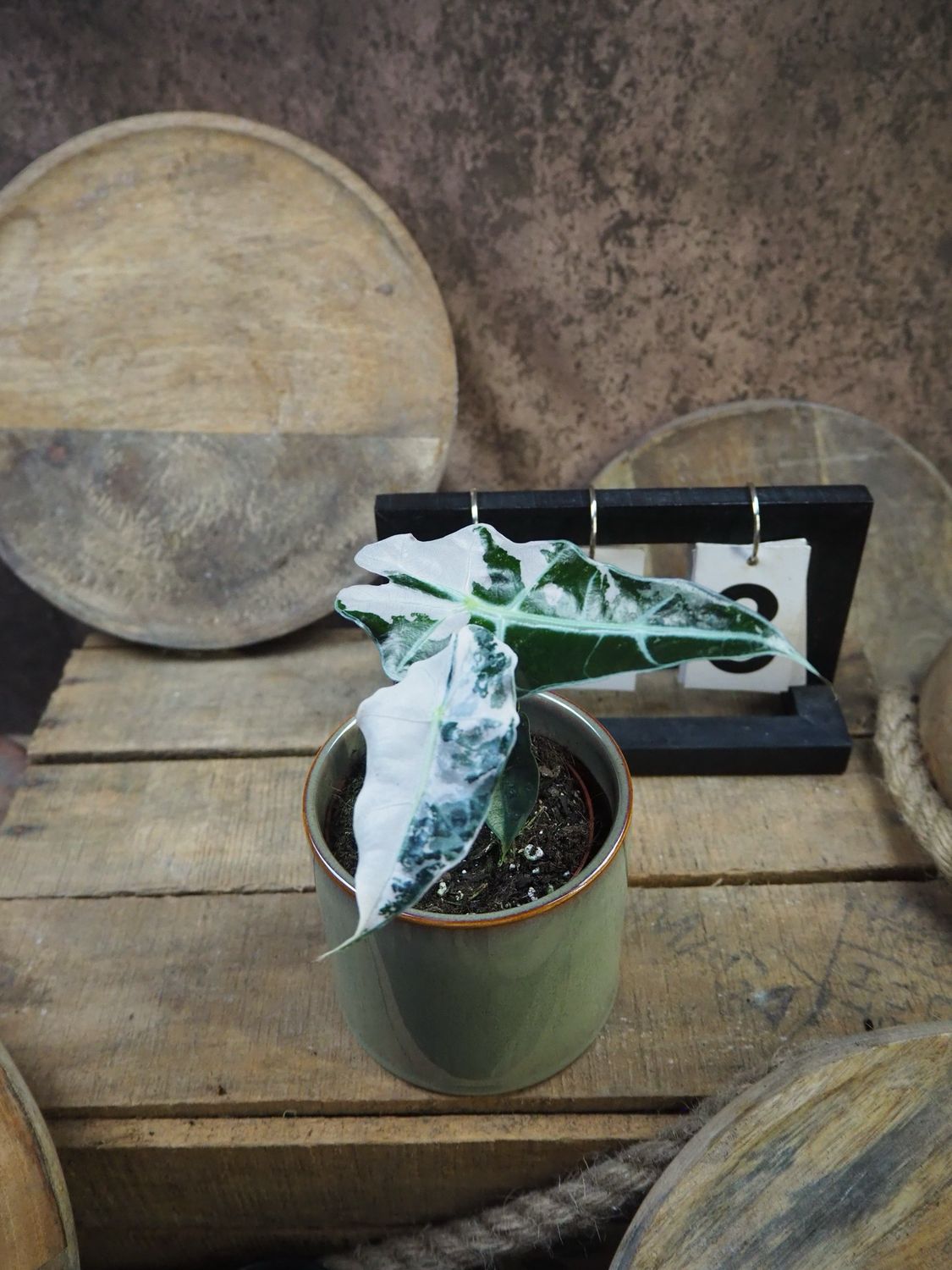 Alocasia Polly Pink Variegata #3