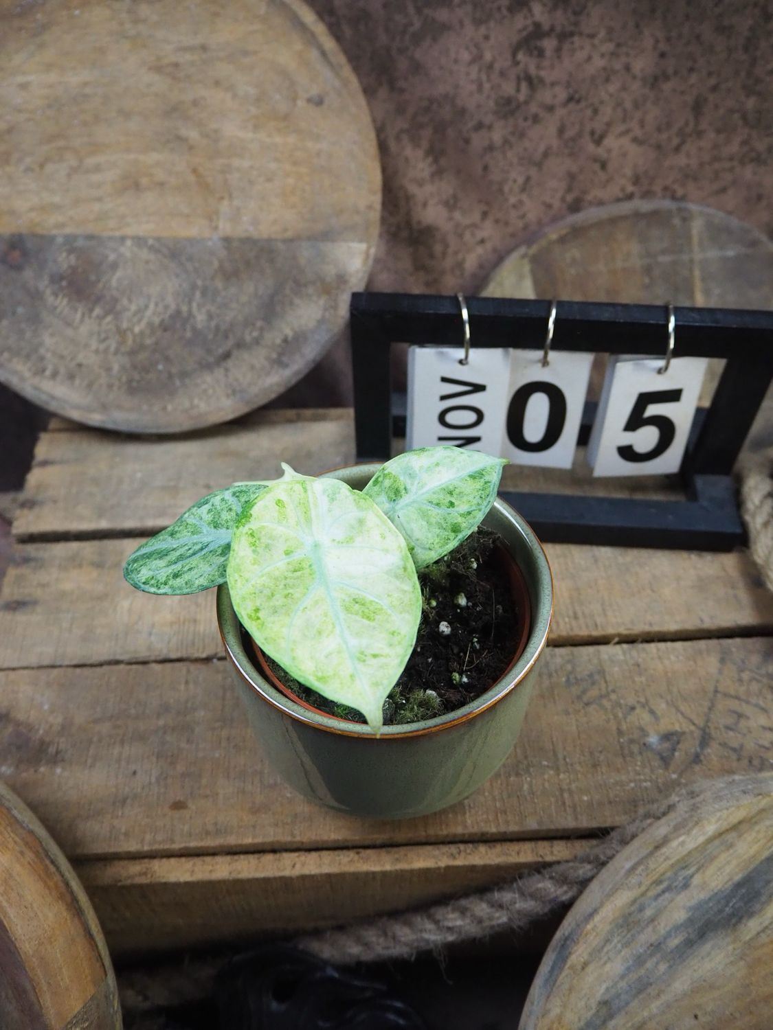 Alocasia Ninja tricolor #5