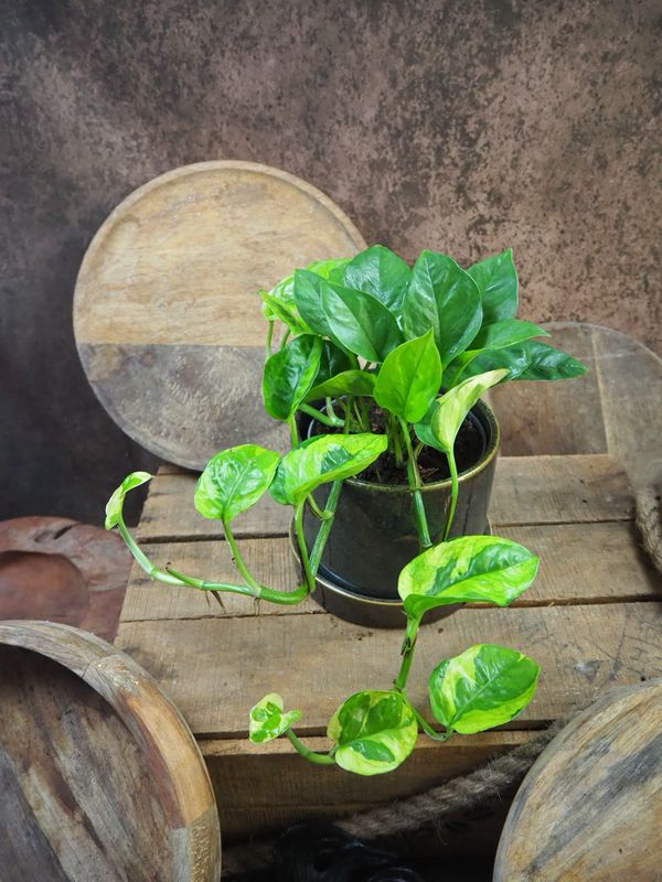 Epipremnum Lemon Meringue Epipremnum Lemon Meringue