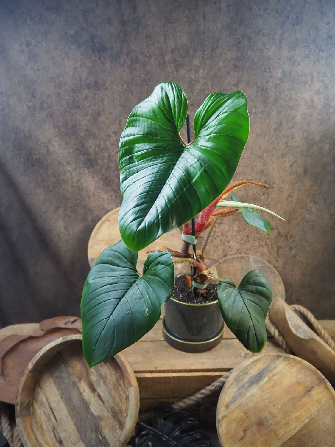 Philodendron Squamicaule Blushing 