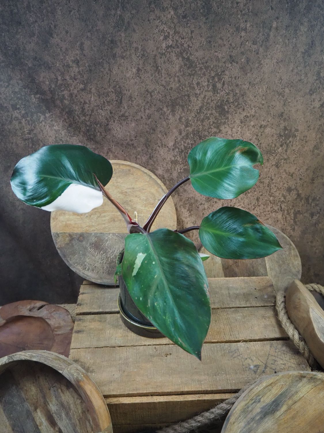 Philodendron White Knight