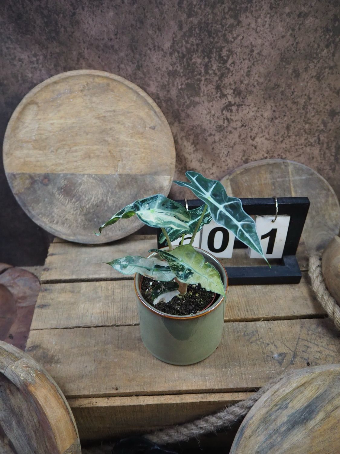 Alocasia Polly Pink Variegata #1