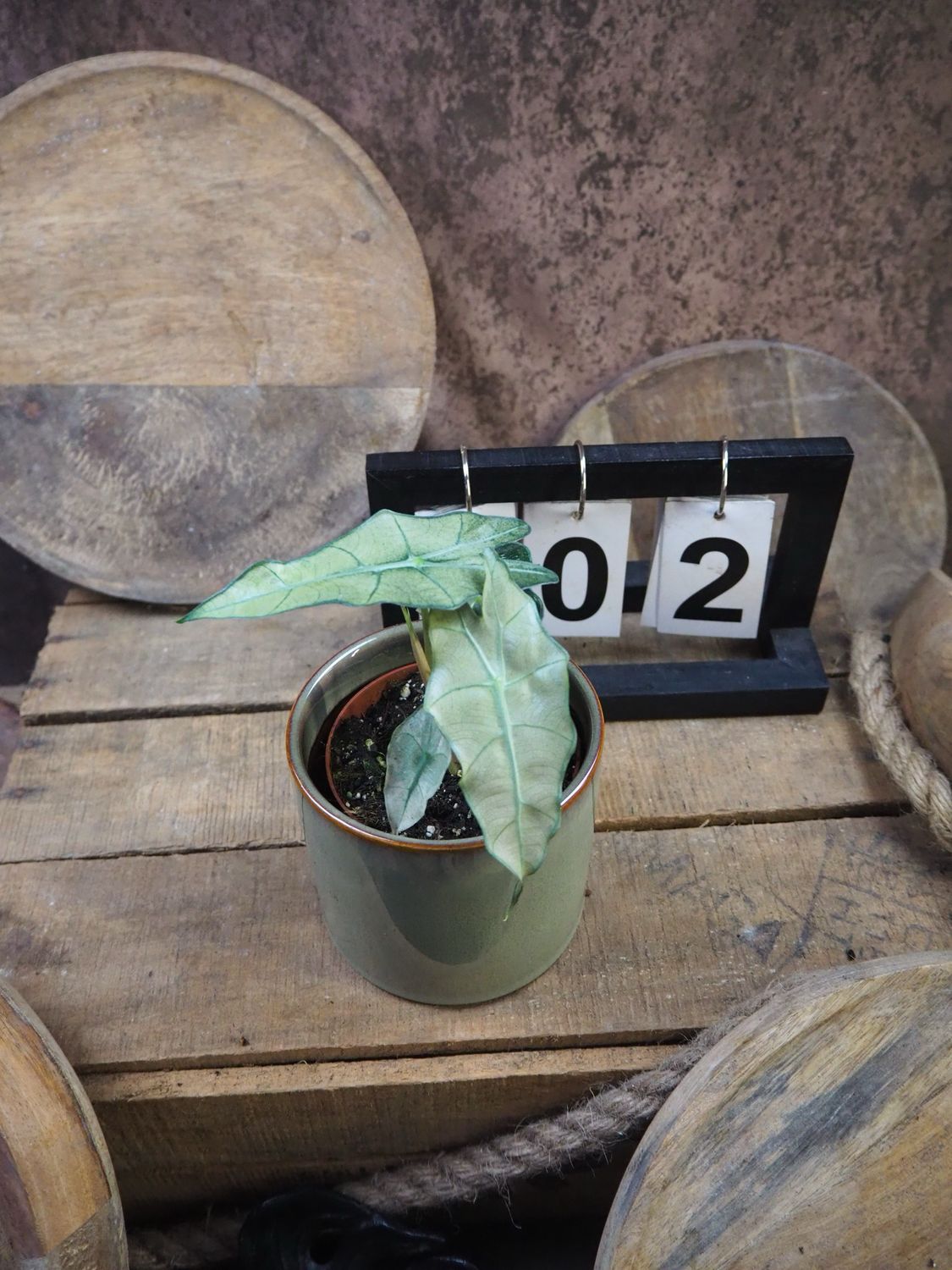 Alocasia Polly Pink Variegata #2