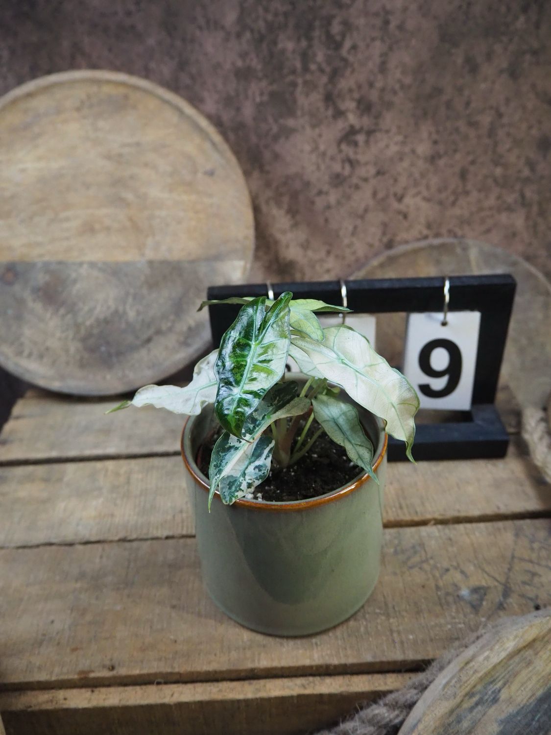 Alocasia Polly Pink Variegata #9 Alocasia Polly Pink Variegata #9