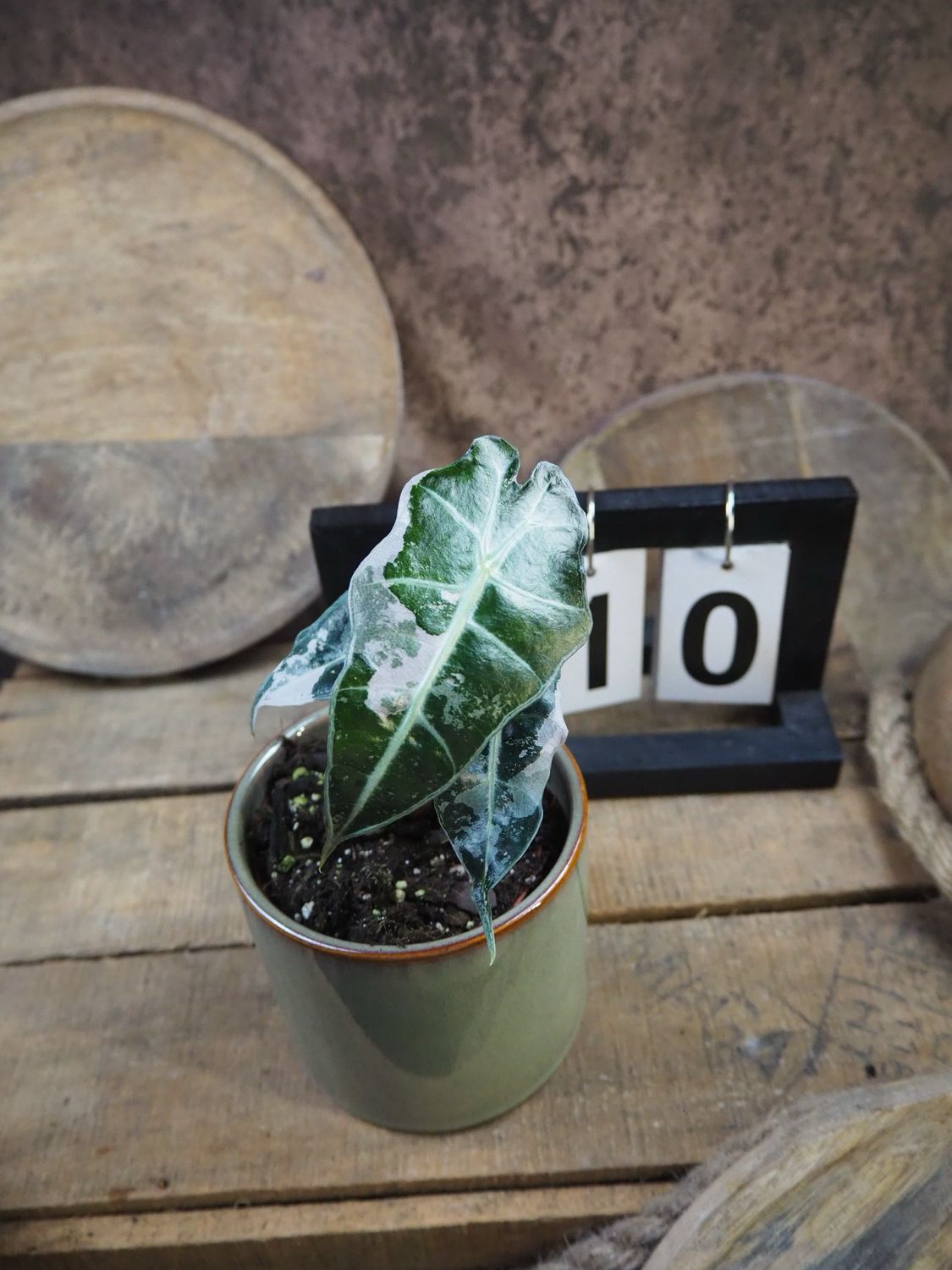 Alocasia Polly Pink Variegata #10 Alocasia Polly Pink Variegata #10