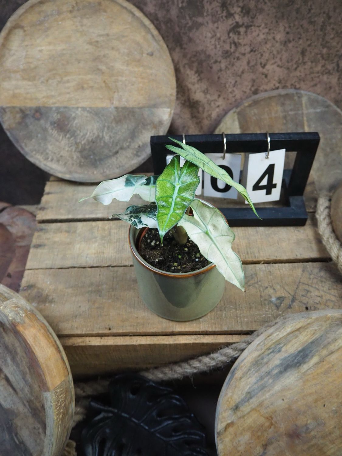 Alocasia Polly Pink Variegata #4