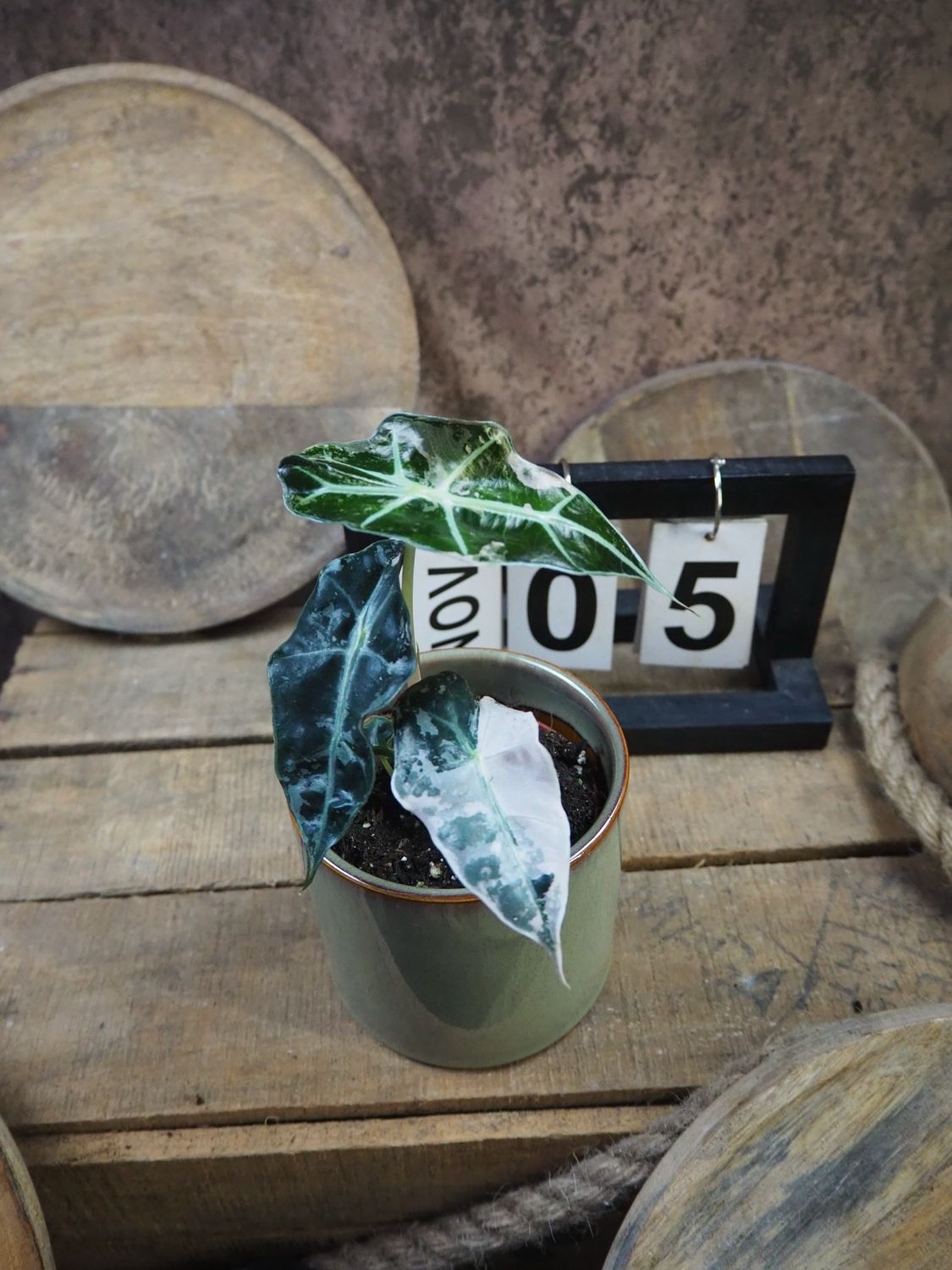 Alocasia Polly Pink Variegata #5