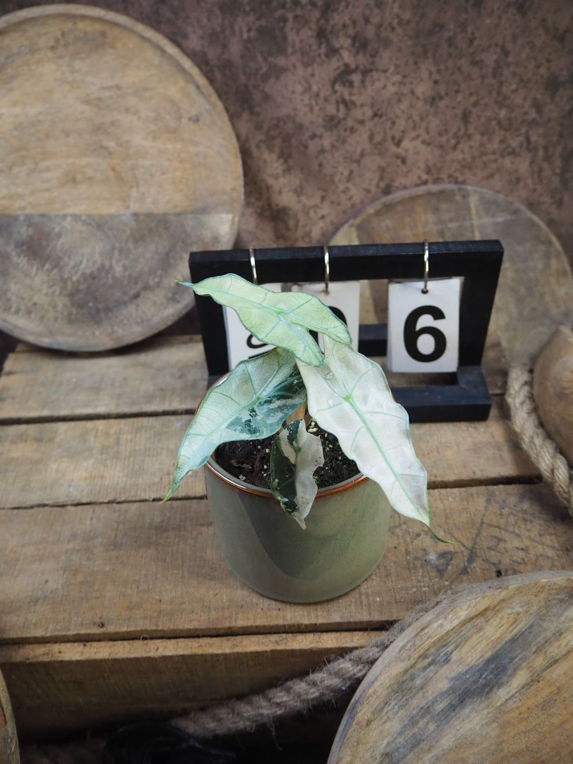 Alocasia Polly Pink Variegata #6
