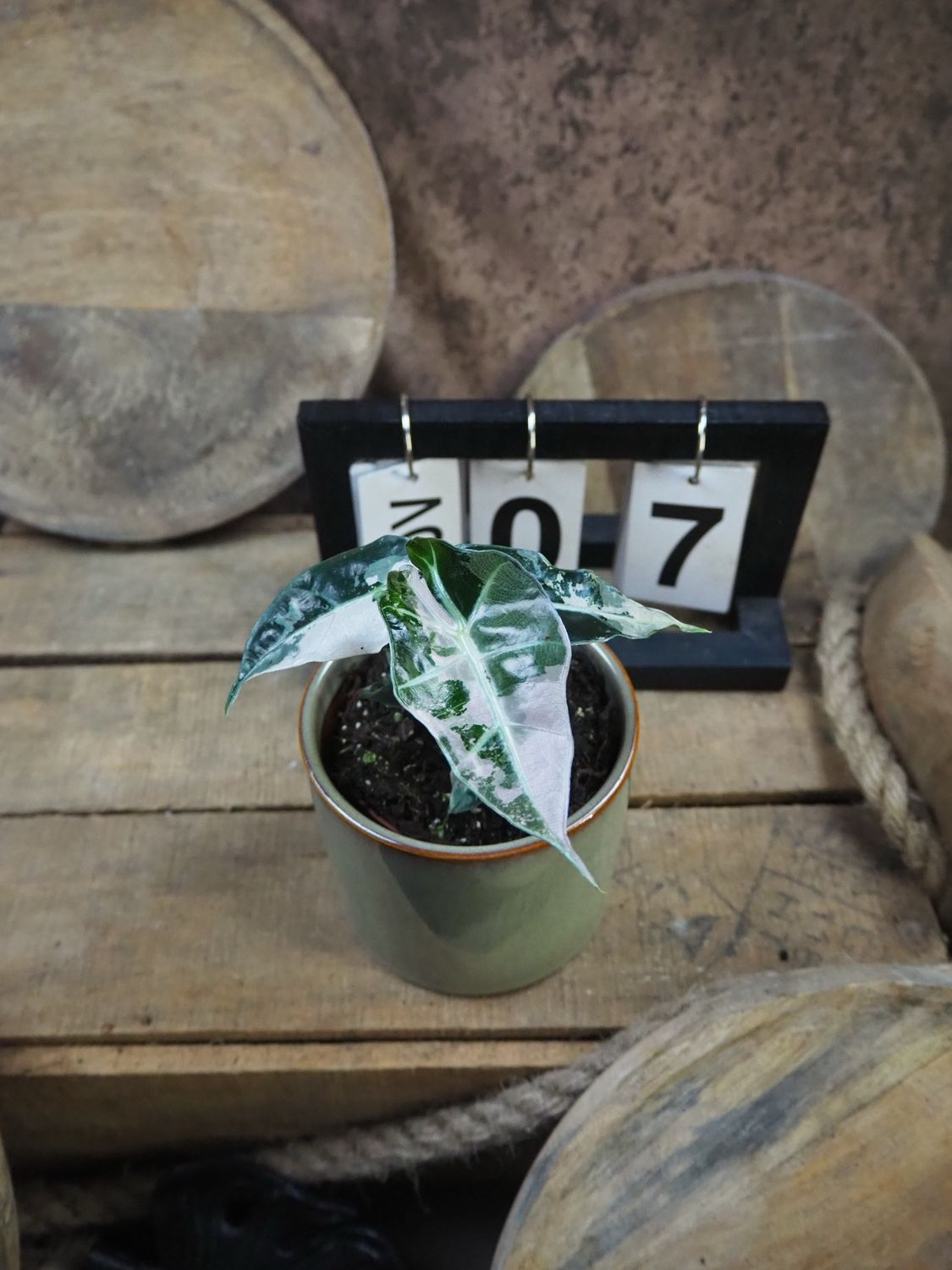 Alocasia Polly Pink Variegata #7