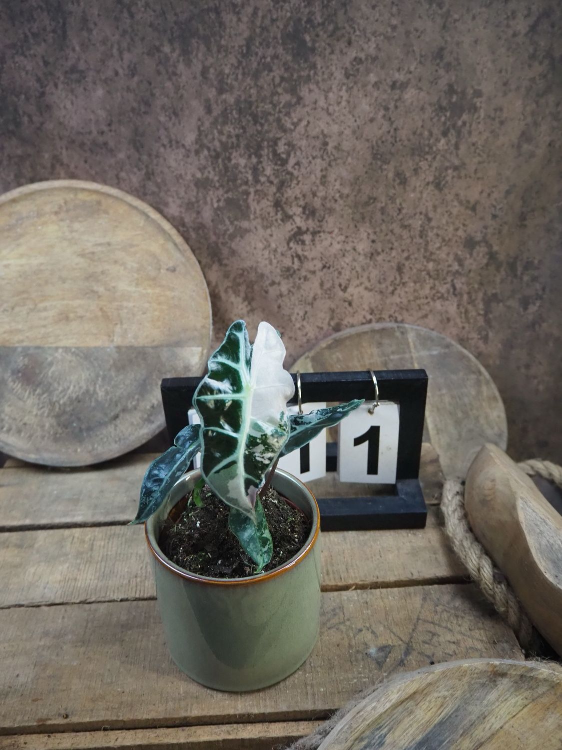 Alocasia Polly Pink Variegata #11