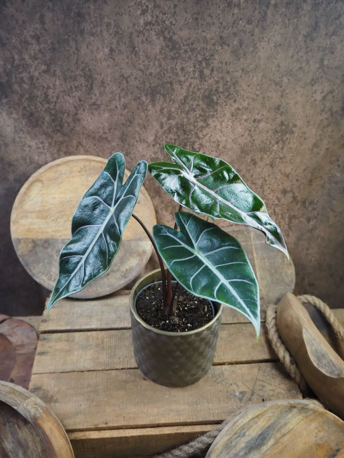 Alocasia Longiloba Purple Veins 