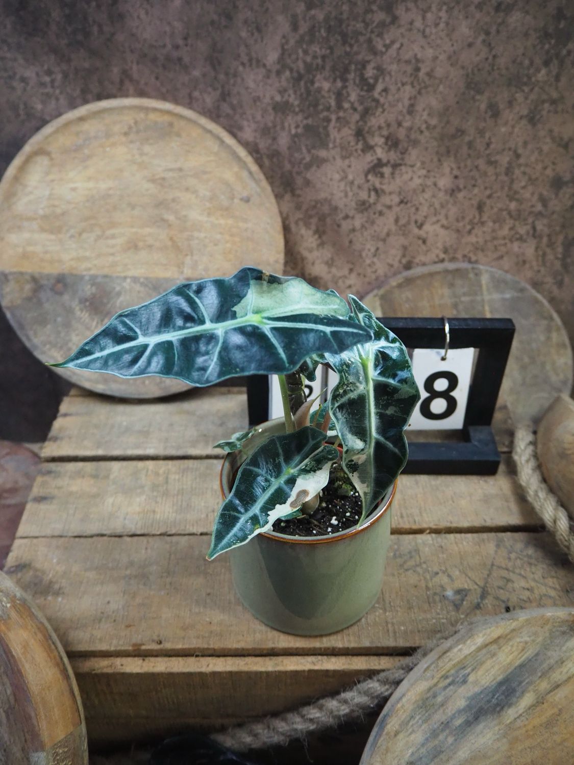 Alocasia Polly Pink Variegata #8