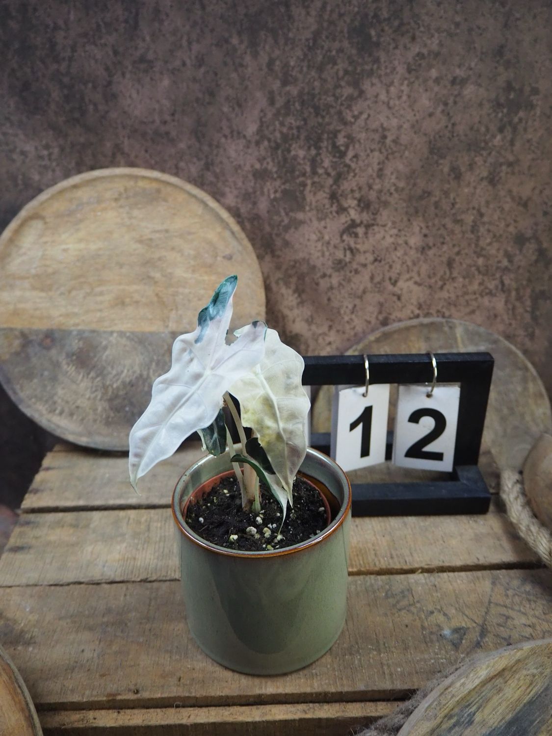 Alocasia Polly Pink Variegata #12