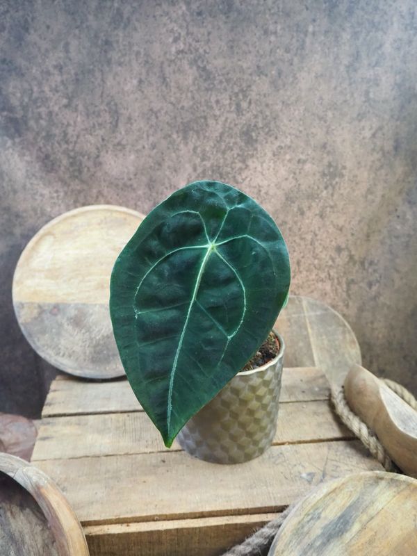 Anthurium Forgetii x Nigrolaminum Anthurium Forgetii x Nigrolaminum