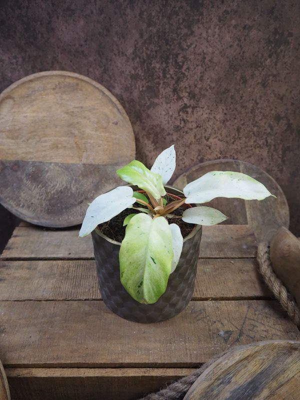 Philodendron Snowdrift M Philodendron Snowdrift M