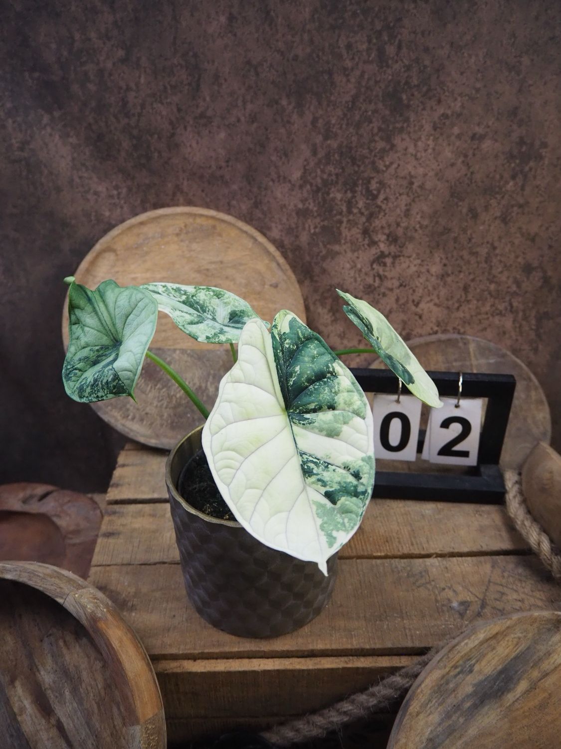 Alocaisa Dragon Scale Variegata #2