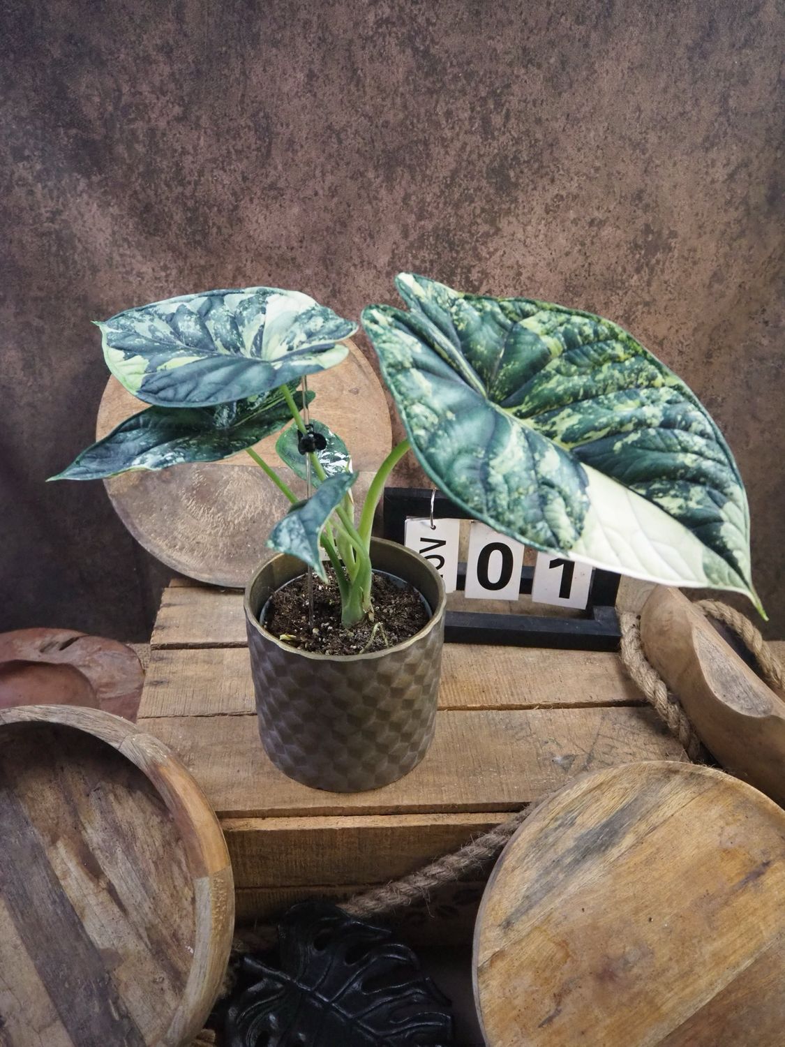 Alocaisa Dragon Scale Variegata #1