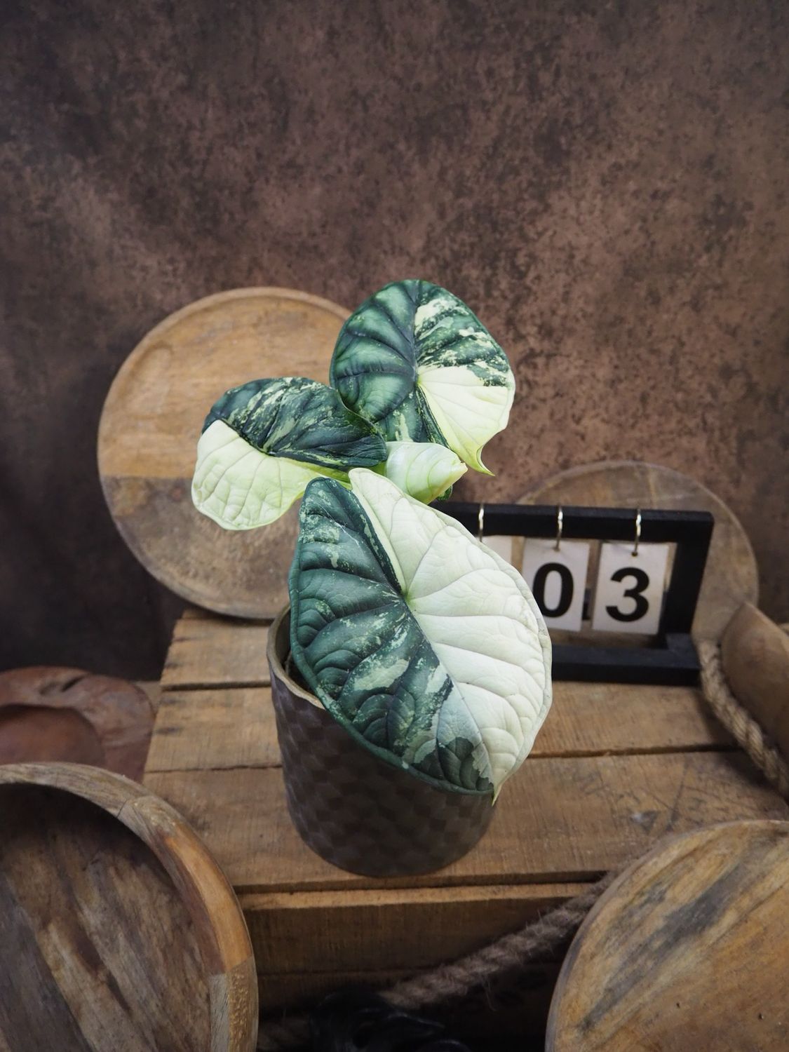 Alocaisa Dragon Scale Variegata #3 Alocaisa Dragon Scale Variegata #3