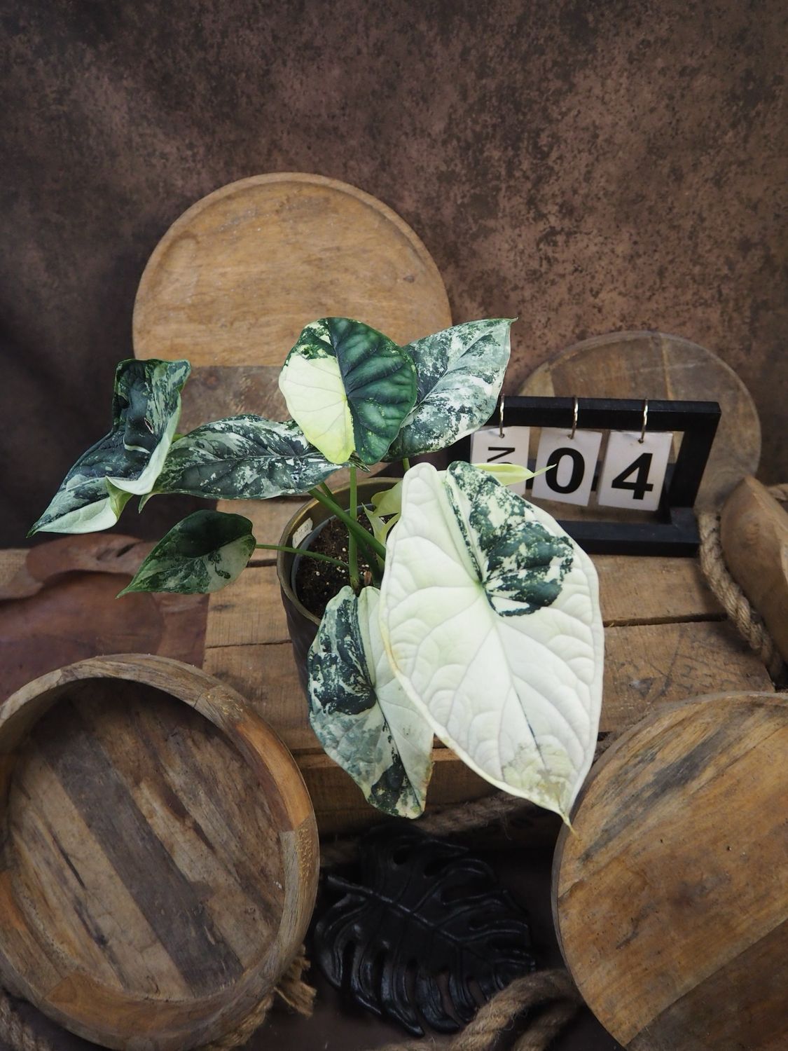 Alocaisa Dragon Scale Variegata #4 Alocaisa Dragon Scale Variegata #4