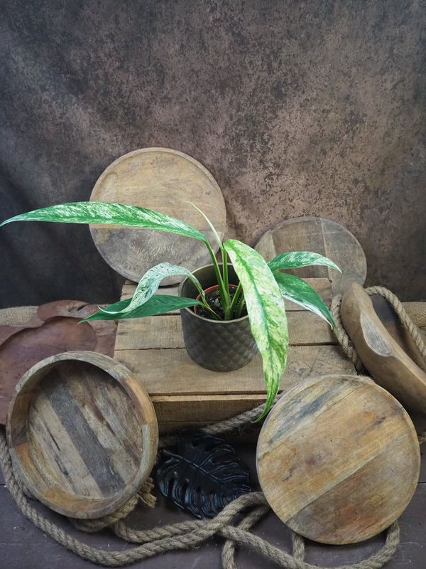 Rhaphidophora foraminifera Marble Variegata