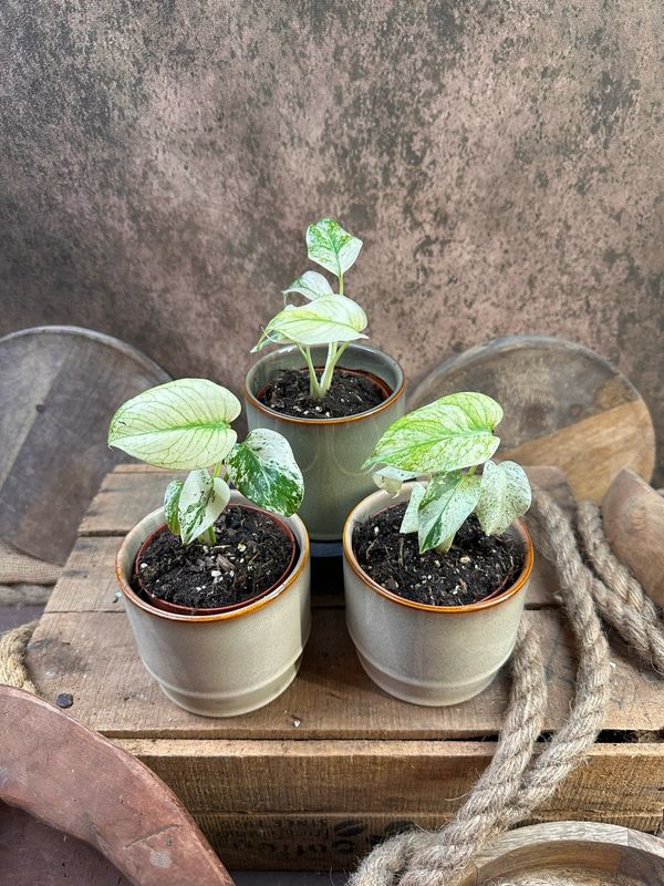 Monstera White Monster Monstera White Monster
