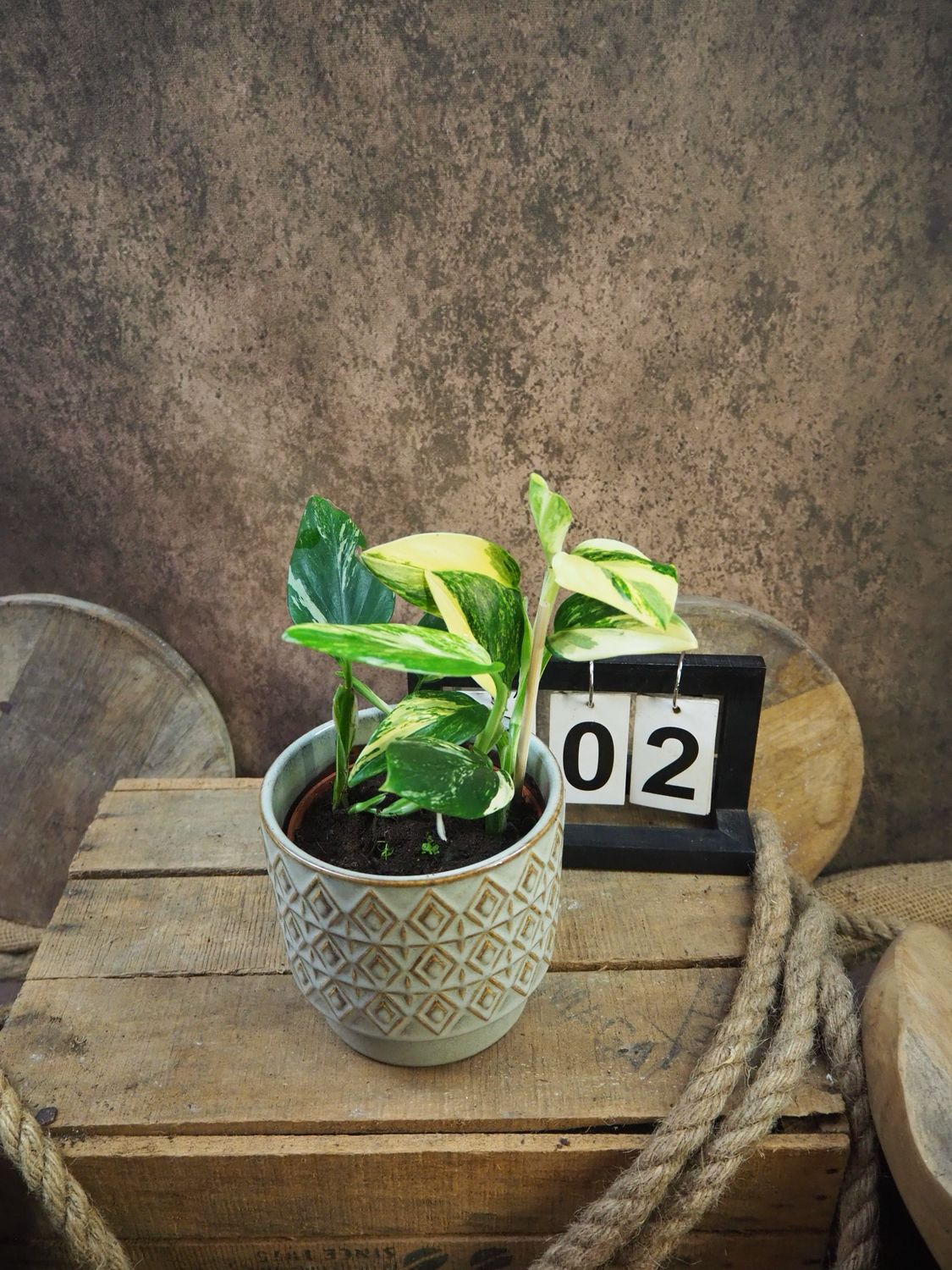 Philodendron stanleyana ‚Cobra‘ Aurea Variegata #2