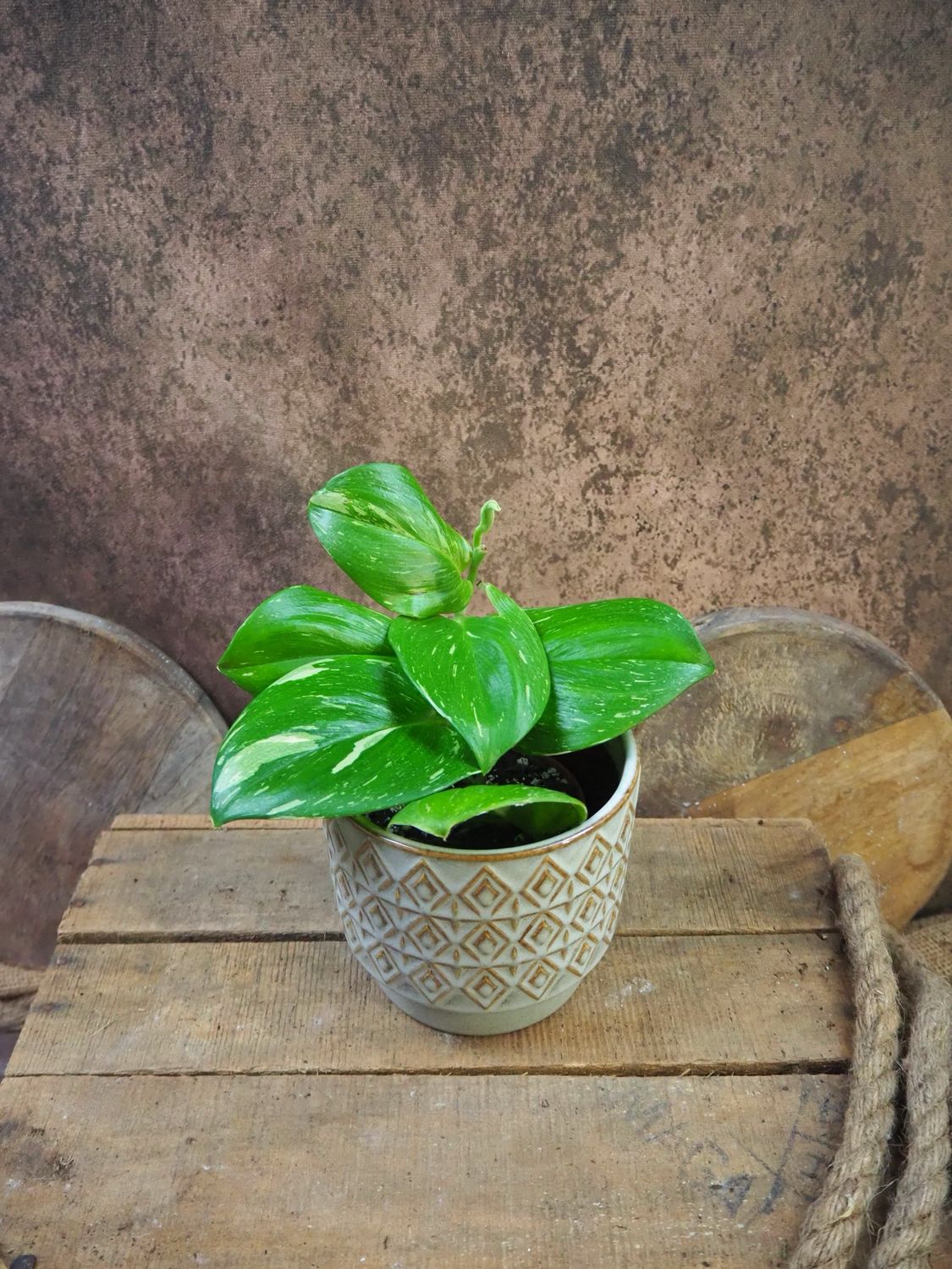 Scindapsus Rubicon Variegata 