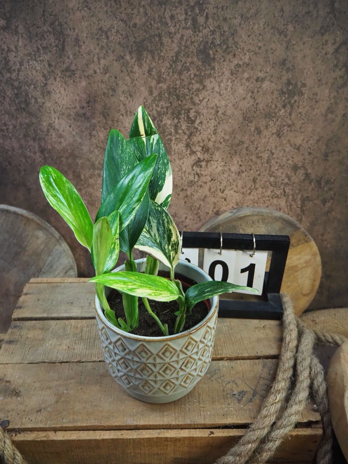 Philodendron stanleyana ‚Cobra‘ Aurea Variegata #1 Philodendron stanleyana ‚Cobra‘ Aurea Variegata #1