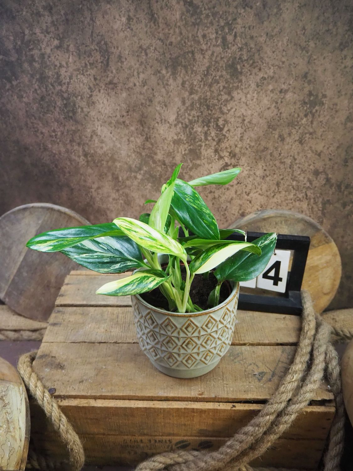 Philodendron stanleyana ‚Cobra‘ Aurea Variegata #4