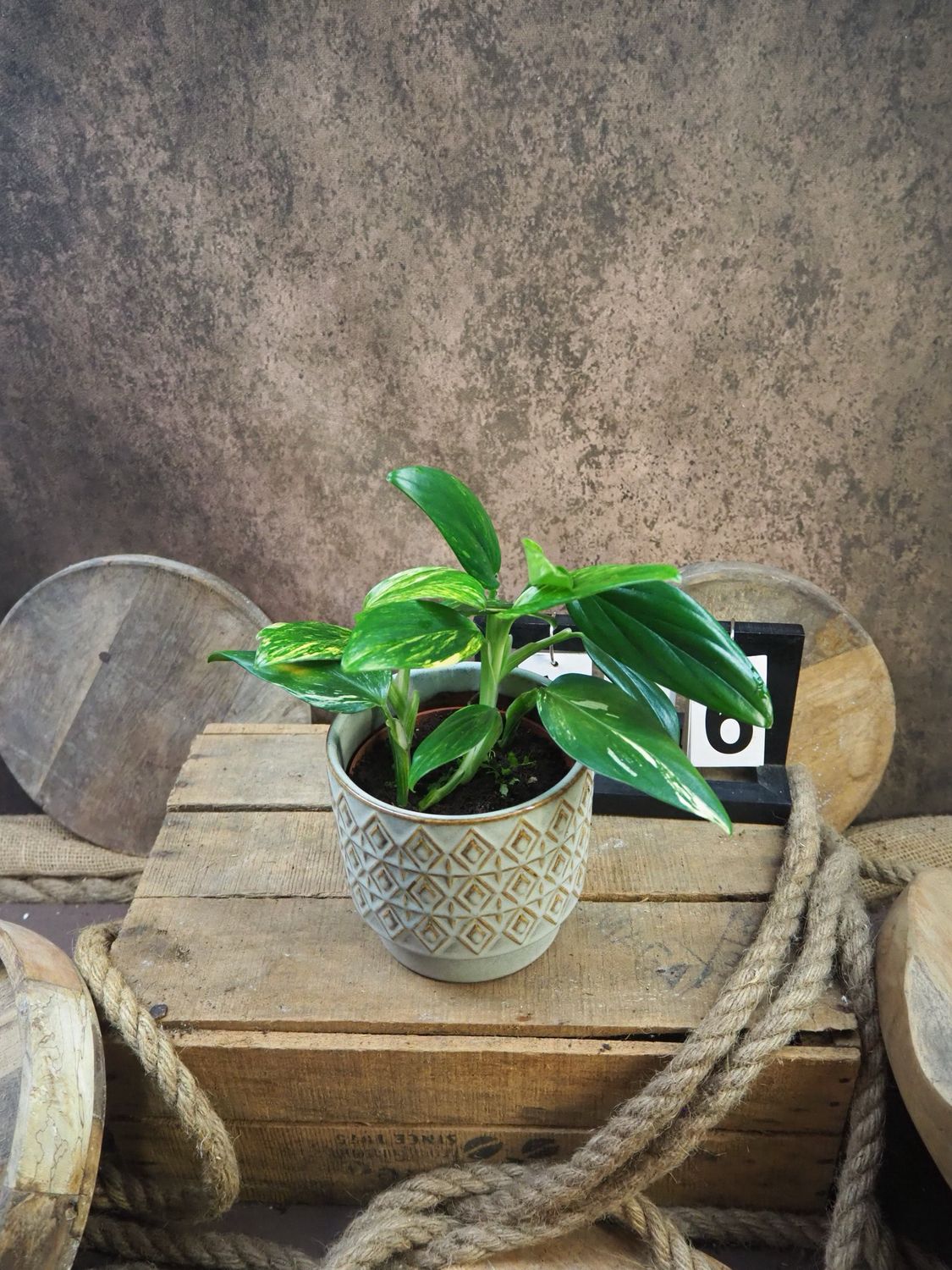 Philodendron stanleyana ‚Cobra‘ Aurea #6