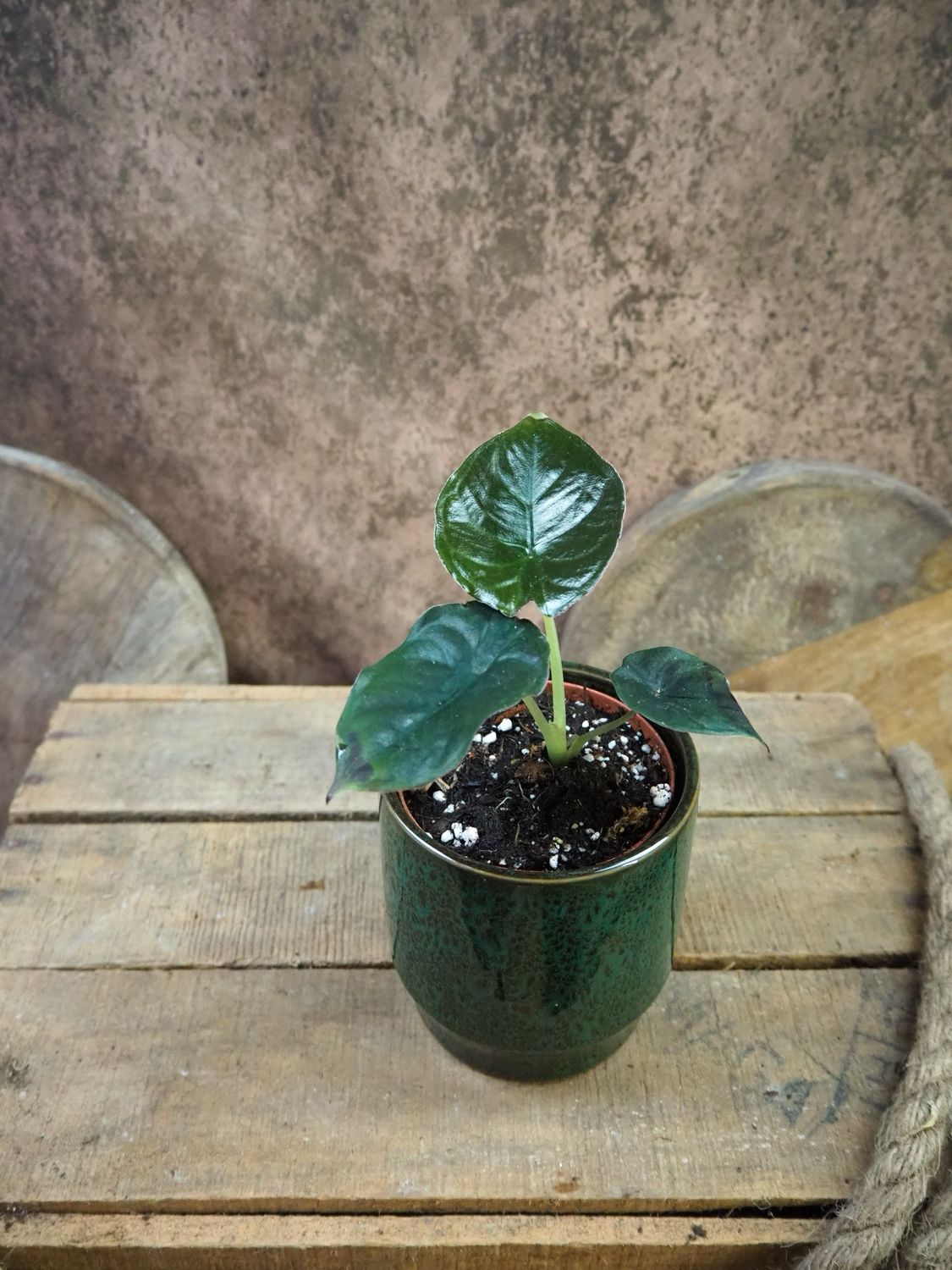 Alocasia Infernalis Black Magic