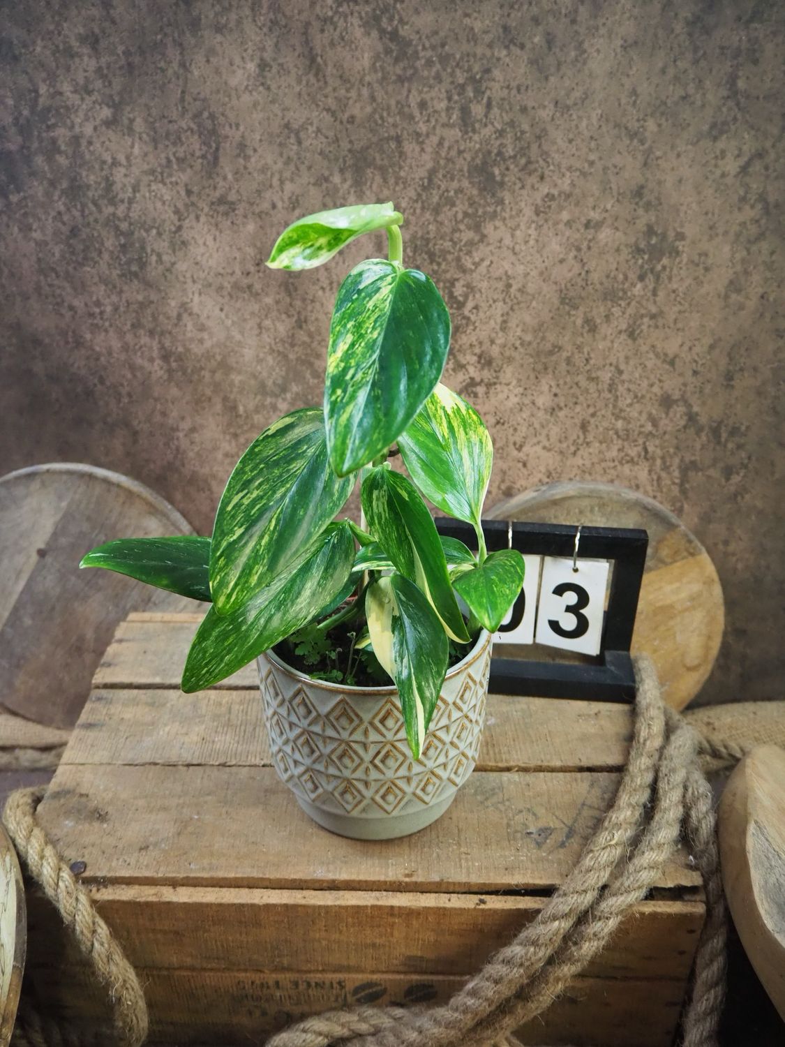 Philodendron stanleyana ‚Cobra‘ Aurea Variegata #3