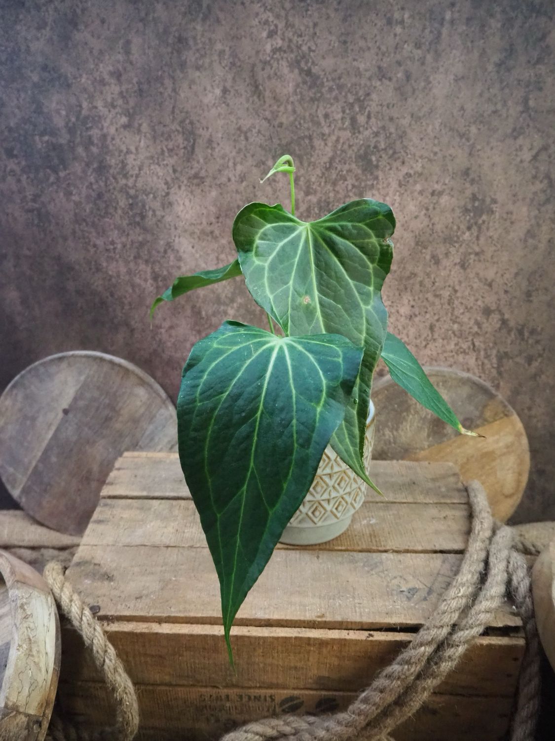 Anthurium Delta Force