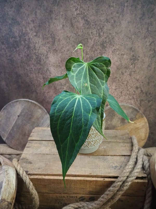 Anthurium Delta Force