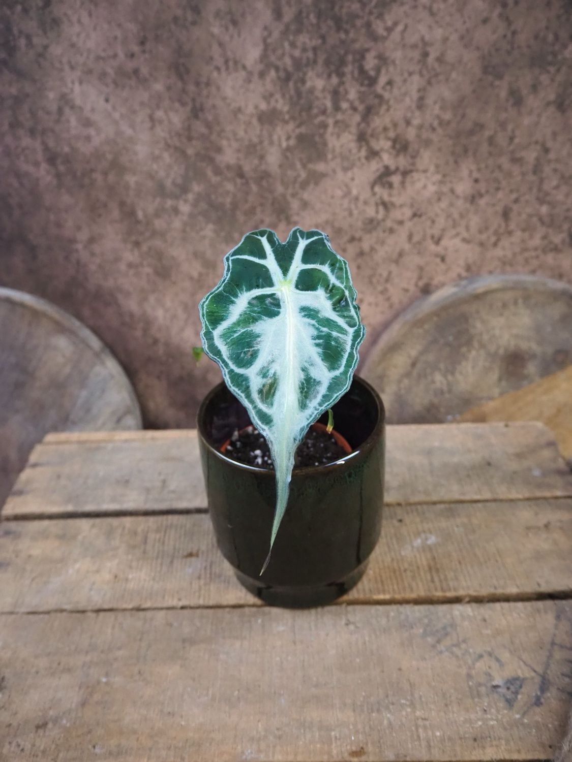 Alocasia Venom