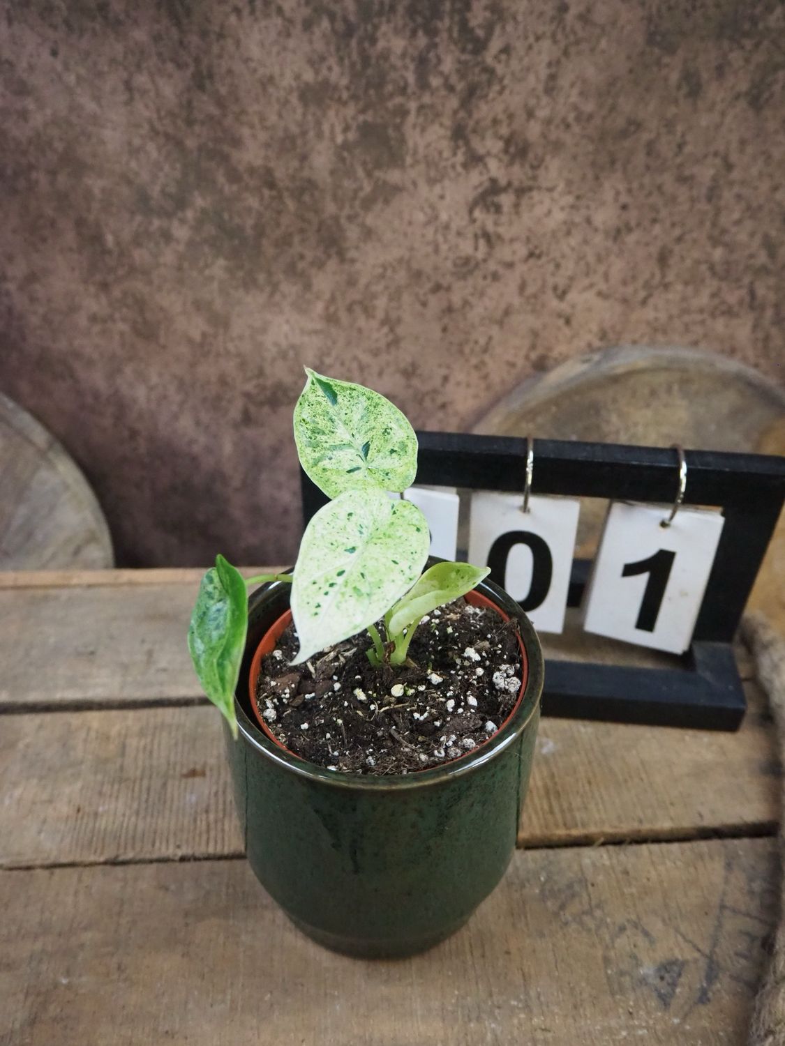 Alocasia Dragon Scale Mint Variegata #1