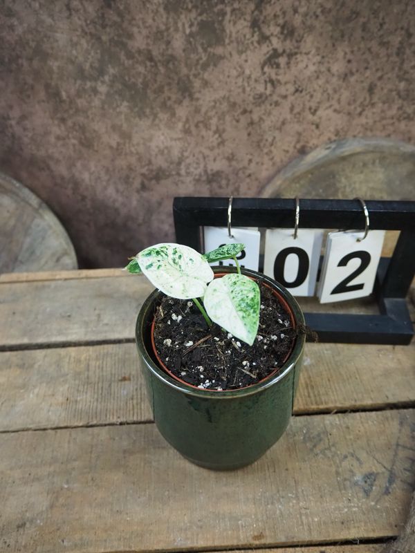 Alocasia Dragon Scale Mint Variegata #2 Alocasia Dragon Scale Mint Variegata #2