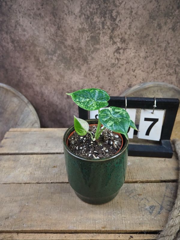 Alocasia Dragon Scale Mint Variegata #7 Alocasia Dragon Scale Mint Variegata #7