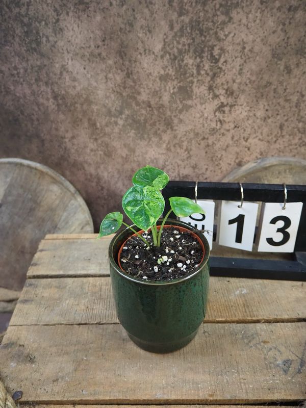 Alocasia Dragon Scale Mint Variegata #13 Alocasia Dragon Scale Mint Variegata #13